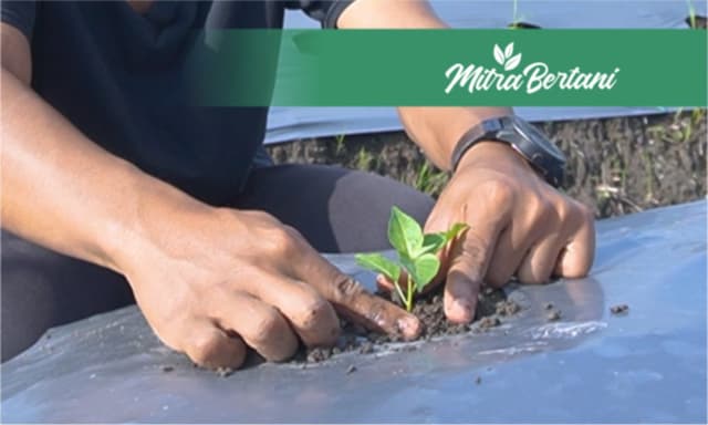 Penanaman Bibit 1